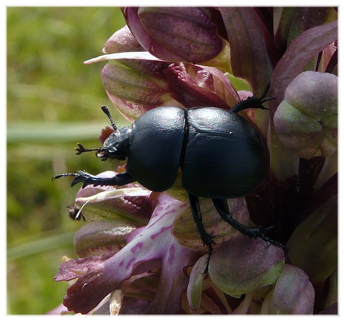 Mi aiutate...??? Jekelius intermedius floricolo !!!